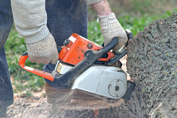 How Our Tree Care Process Works  in  Walworth, WI